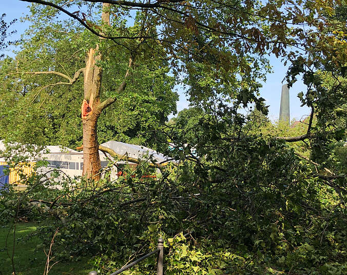Beschädigter Baum im Uferpark