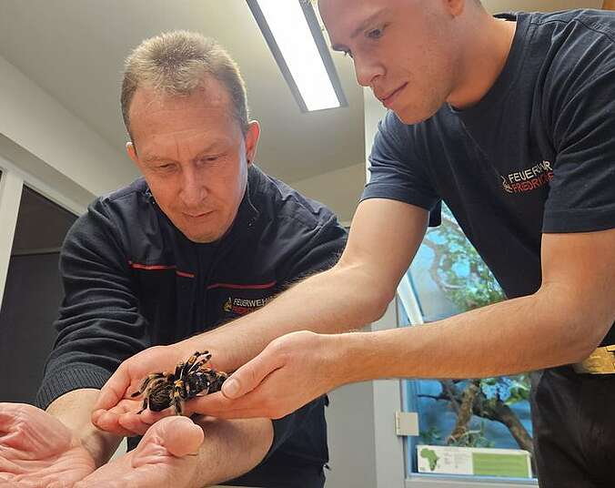 Spinne läuft über Hände