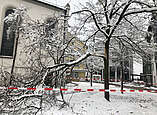 Durch die Schneelast abgebrochener Ast auf dem oberen Kirchplatz. (Foto: Stadt Friedrichshafen)